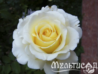 Дизайн без названия (6)