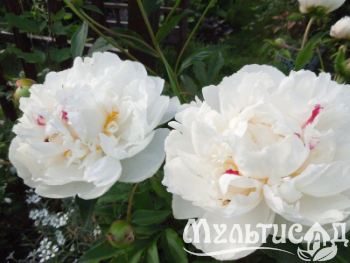 Креатив без названия (10)