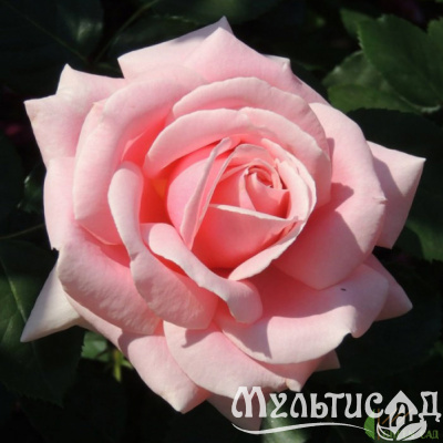 95f92537ec837297bd990d47588e1b50