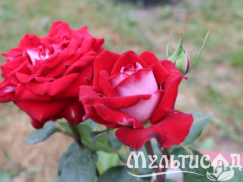 Дизайн без названия (15)