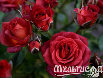 Дизайн без названия (4)