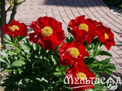 Креатив без названия (10)