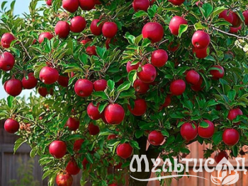 Креатив без названия (21)