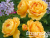 image_8165532_16142674 image_8165532_16142674