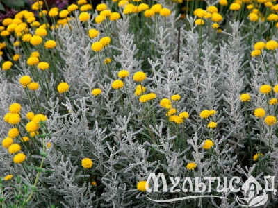 Туя (90)