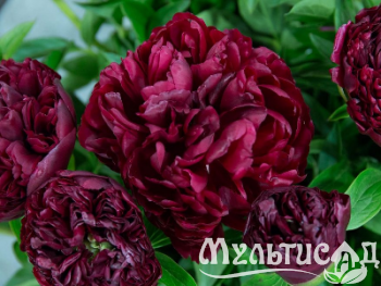 Креатив без названия (4)