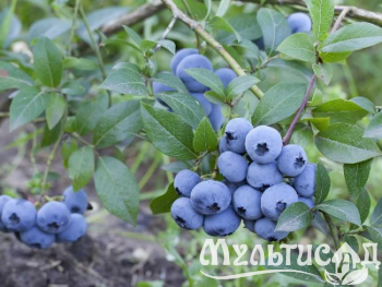 Креатив без названия (1)