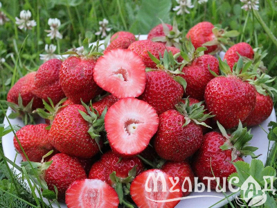 image_7681564_15013343