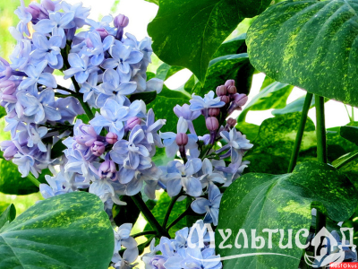 Дизайн без названия (36)
