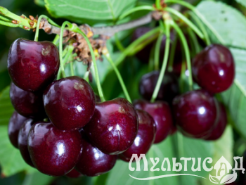 Дизайн без названия (18)