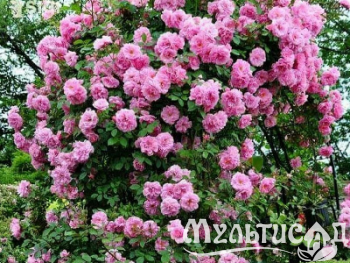 Туя (5)