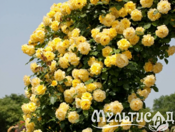 Дизайн без названия (1)