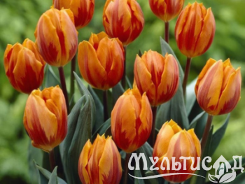 Дизайн без названия (5)