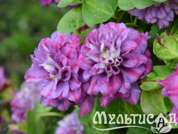 Креатив без названия (7)