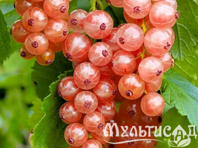 Дизайн без названия (28)