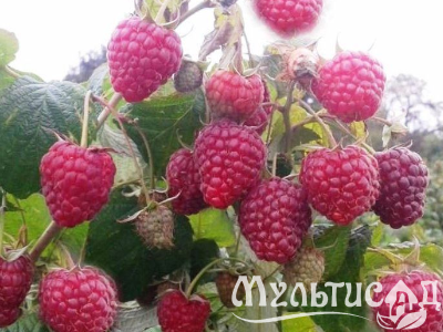 Креатив без названия (7)