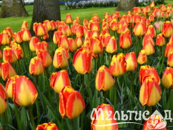 Дизайн без названия (3)