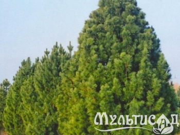 Туя - 2025-11-16T113819.680