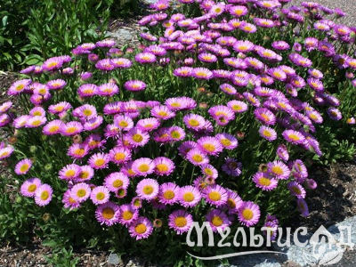 Туя (97)