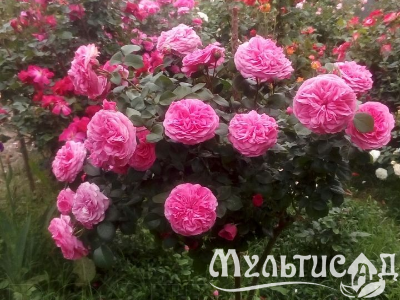 Туя (48)