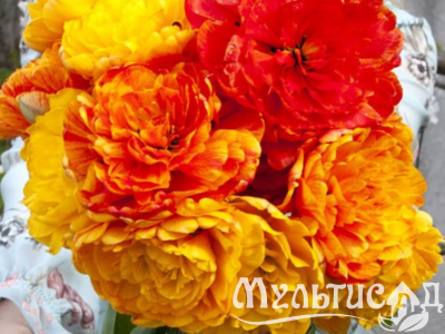 Дизайн без названия (12)