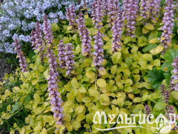Креатив без названия (14)