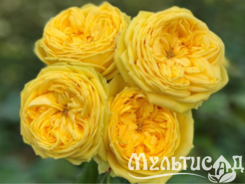 Дизайн без названия (13)