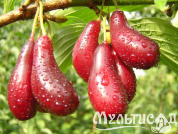 Дизайн без названия (31)