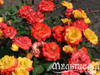 Креатив без названия (2)