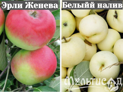 Ноябрьская (29)