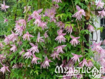 Креатив без названия (11)
