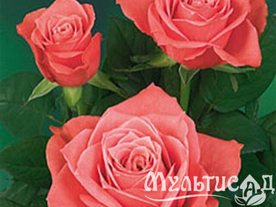 Дизайн без названия (23)