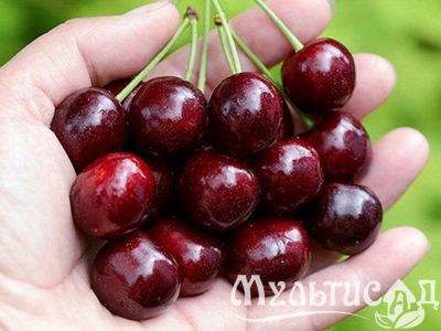 Дизайн без названия (12)