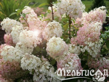 Креатив без названия (10)