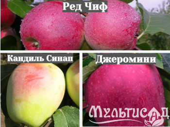 Ноябрьская (33)