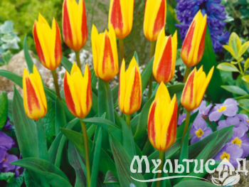 Дизайн без названия (2)