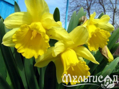 dc2941deb1093b3dba2d0f17de6daa9a