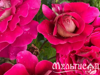 Креатив без названия (9)