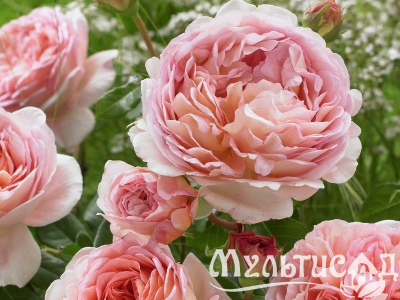 image_8165532_16128830