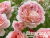 image_8165532_16128830 image_8165532_16128830