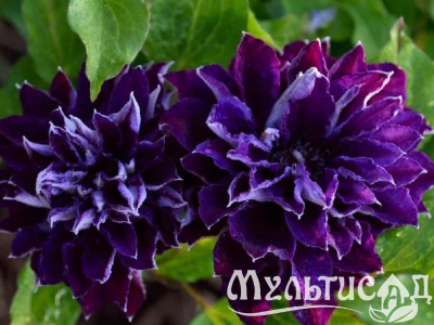 Креатив без названия (4)