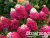 image_8255520_16832445