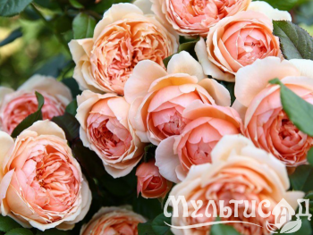 Туя (2)
