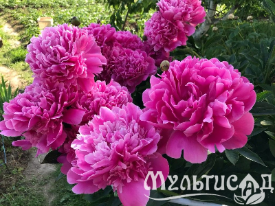 Креатив без названия