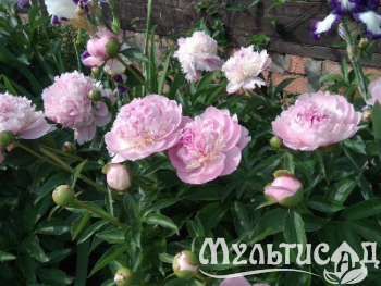 Креатив без названия (1)