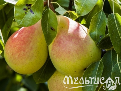 Дизайн без названия (20)