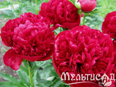 Креатив без названия (13)
