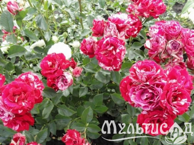 Креатив без названия (10)