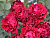 image_6893795_13538909