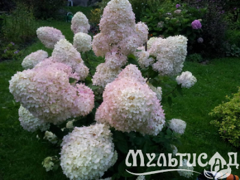 image_8165532_16176090